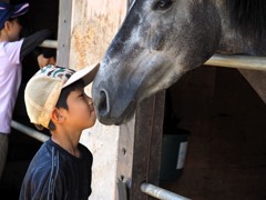 僕の愛馬