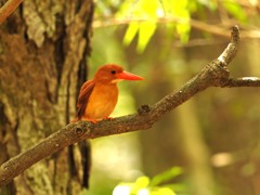 アカショウビン
