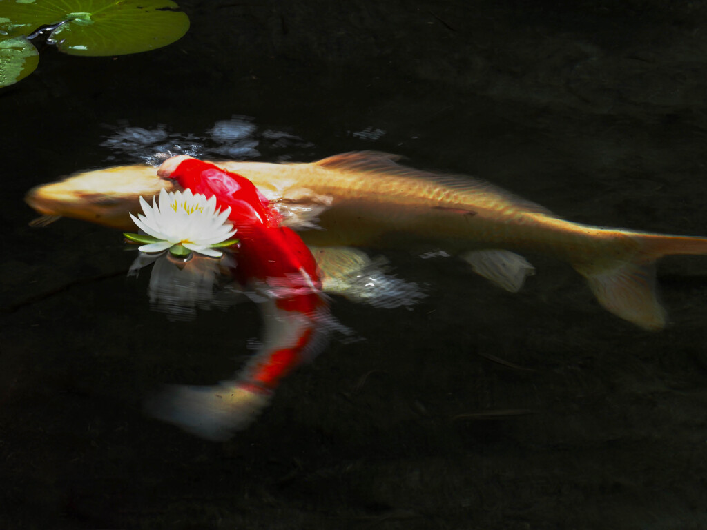 花遊び
