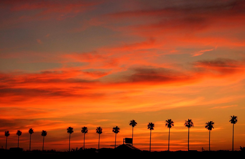 朝焼けとワシントニアパーム