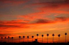 朝焼けとワシントニアパーム