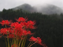 雨の曼珠沙華