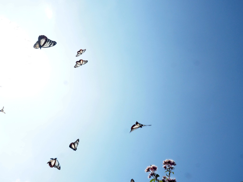 長旅のアサギマダラ