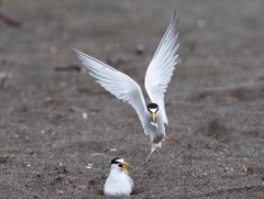 抱卵のパートナーへ食事を運ぶコアジサシ