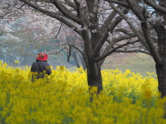 赤い帽子