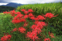彼岸花と実り