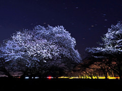 夜桜