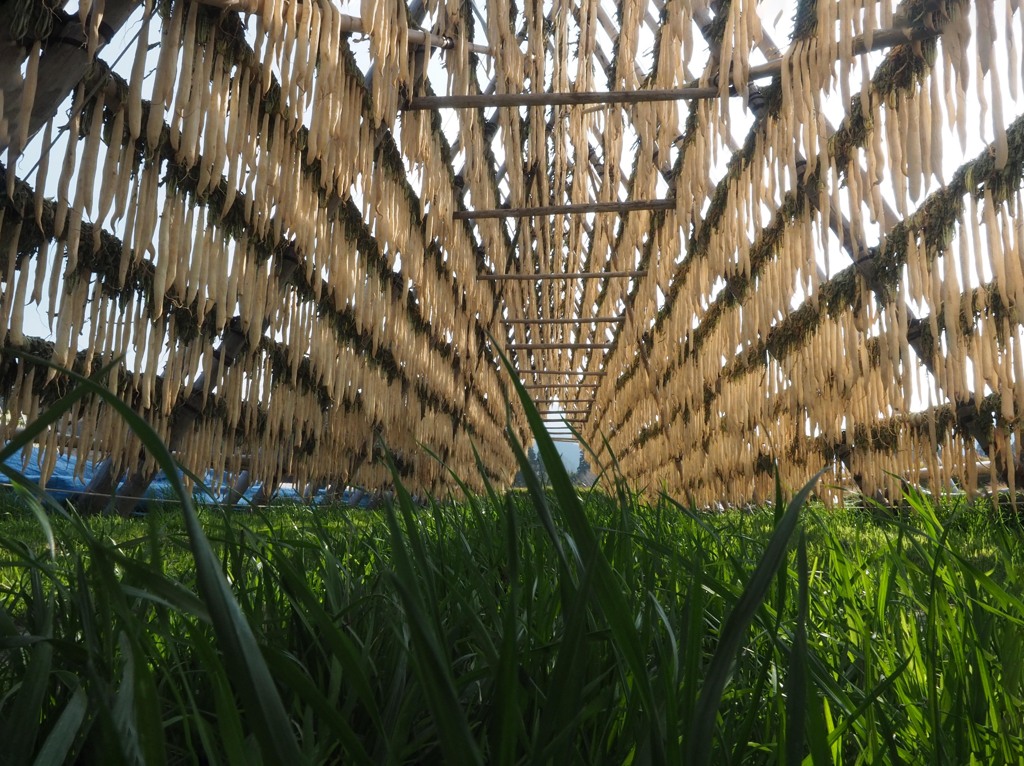 大根トンネル（漬物用大根が干されています）