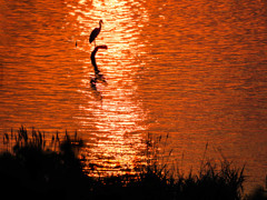 夕陽