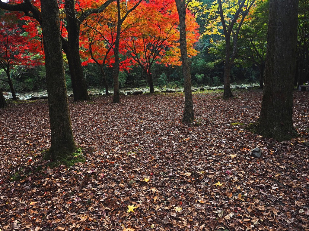 落ち葉と紅葉