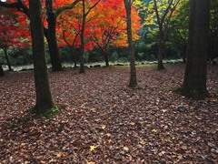 落ち葉と紅葉