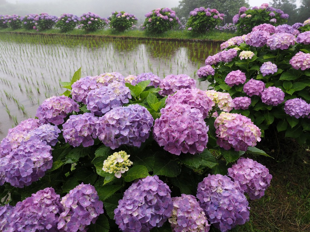 梅雨とアジサイ