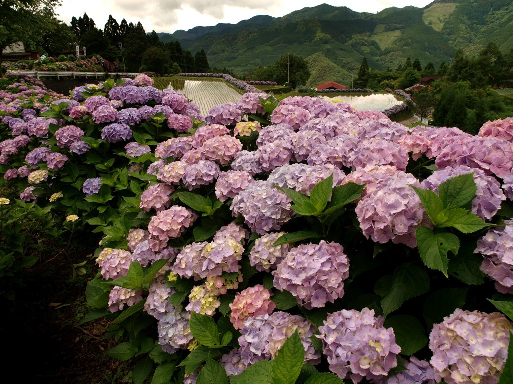 里山に咲く