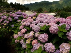 里山に咲く