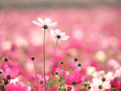 生駒高原コスモス
