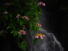 滝の岩場に咲く日向アジサイ