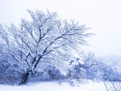 雪化粧