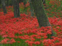 曼珠沙華