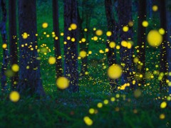 ヒメボタル