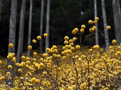 ミツマタ群生の森
