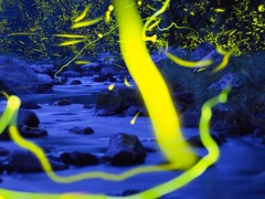 渓流に舞うゲンジ