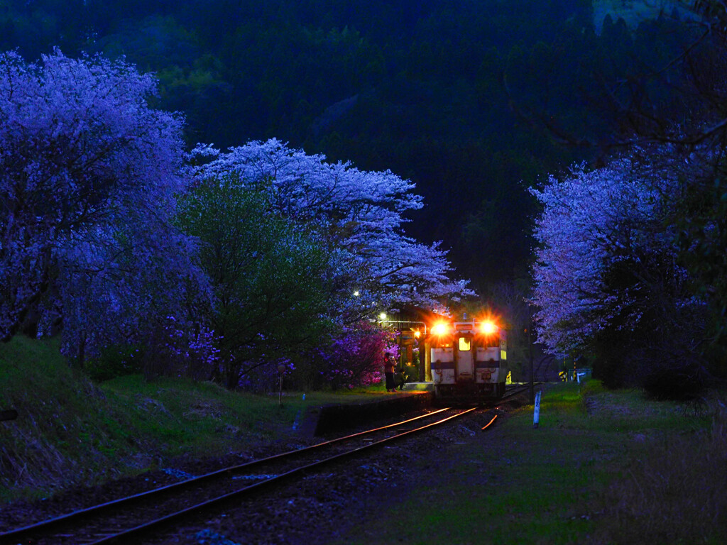 桜咲くローカル線駅