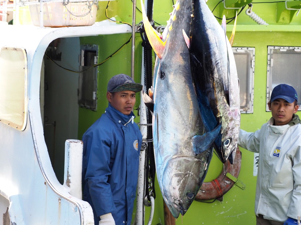 マグロ水揚げ