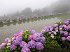 梅雨とアジサイ