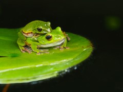 おんぶカエル