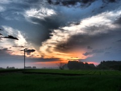 茶畑の朝雲