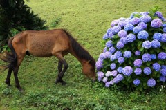 アジサイと野生馬