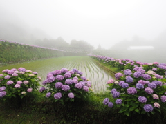 梅雨とアジサイ
