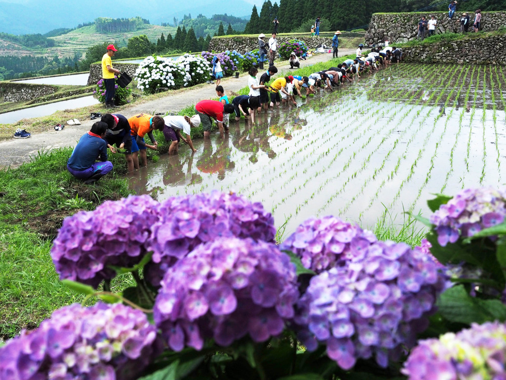 里の棚田で田植え体験