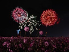 コスモス畑の花火（宮崎西都原）