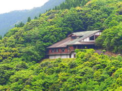 新緑に包まれて