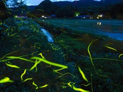里のホタル