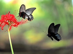 花と蝶