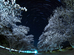 夜桜