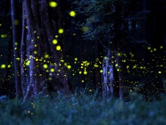 ヒメボタル