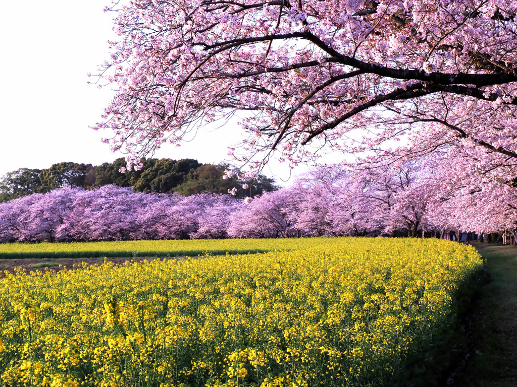 桜と菜の花