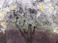 爛漫（ヤマザクラ）