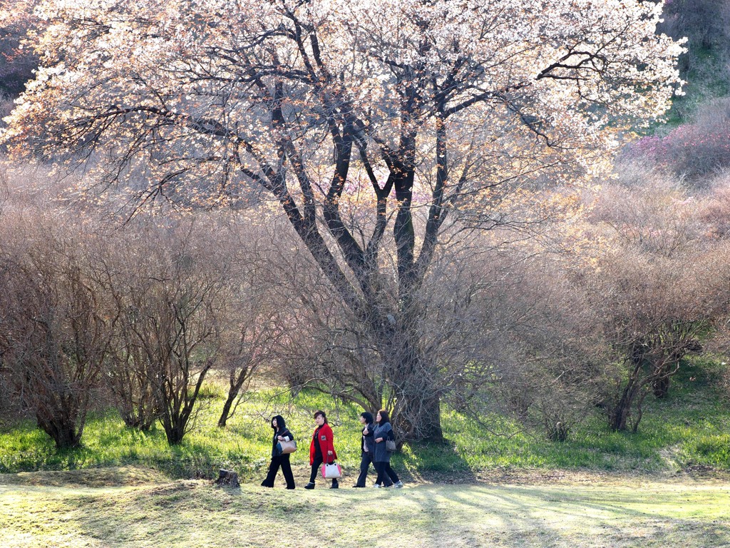 満開の山桜