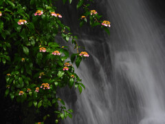 滝に咲くヤマアジサイ