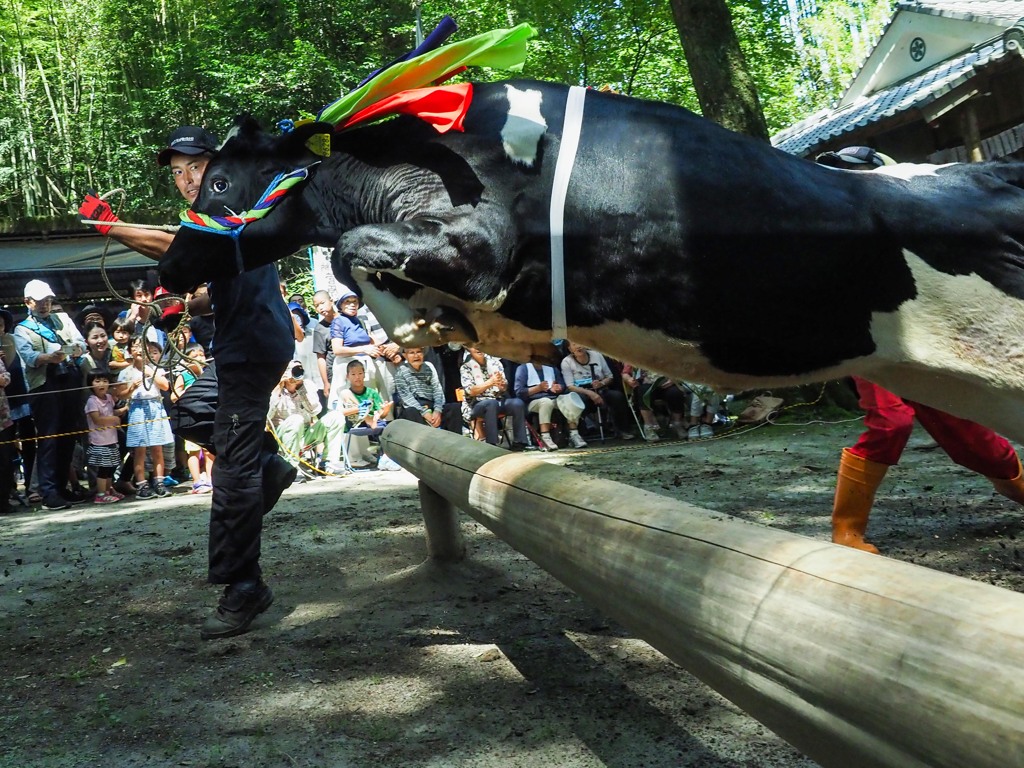 牛がジャンプ！