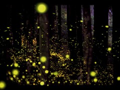 森の舞姫