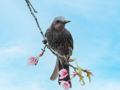 寒緋桜とヒヨドリ