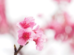 緋寒桜