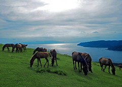 岬の野生馬