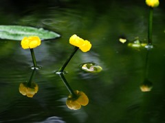 水中花