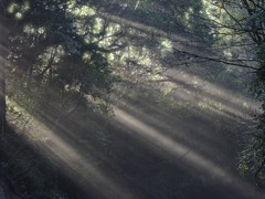 里の朝霧